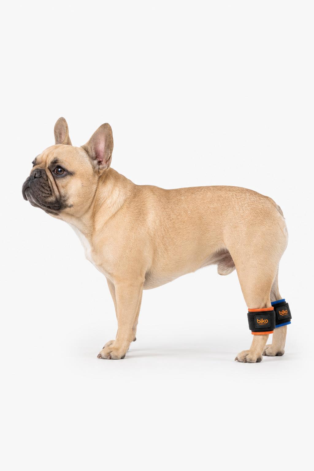 French Bulldog wearing Biko K9 Weight Cuffs