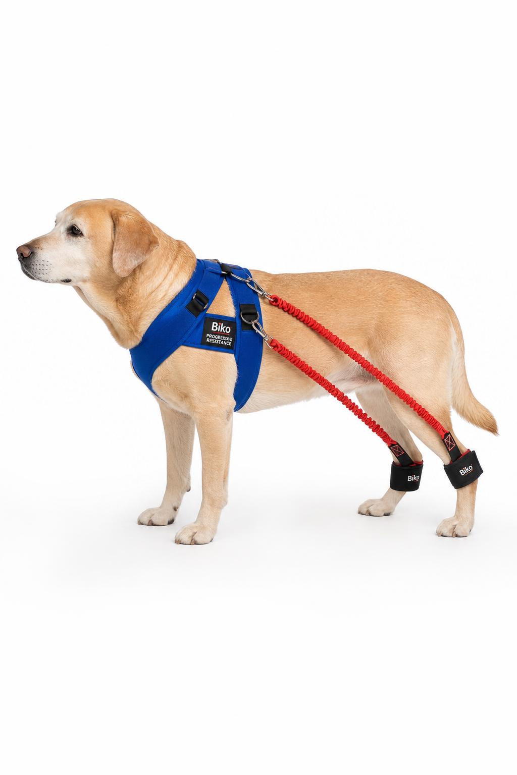 Senior Labrador wearing Biko PR Bands